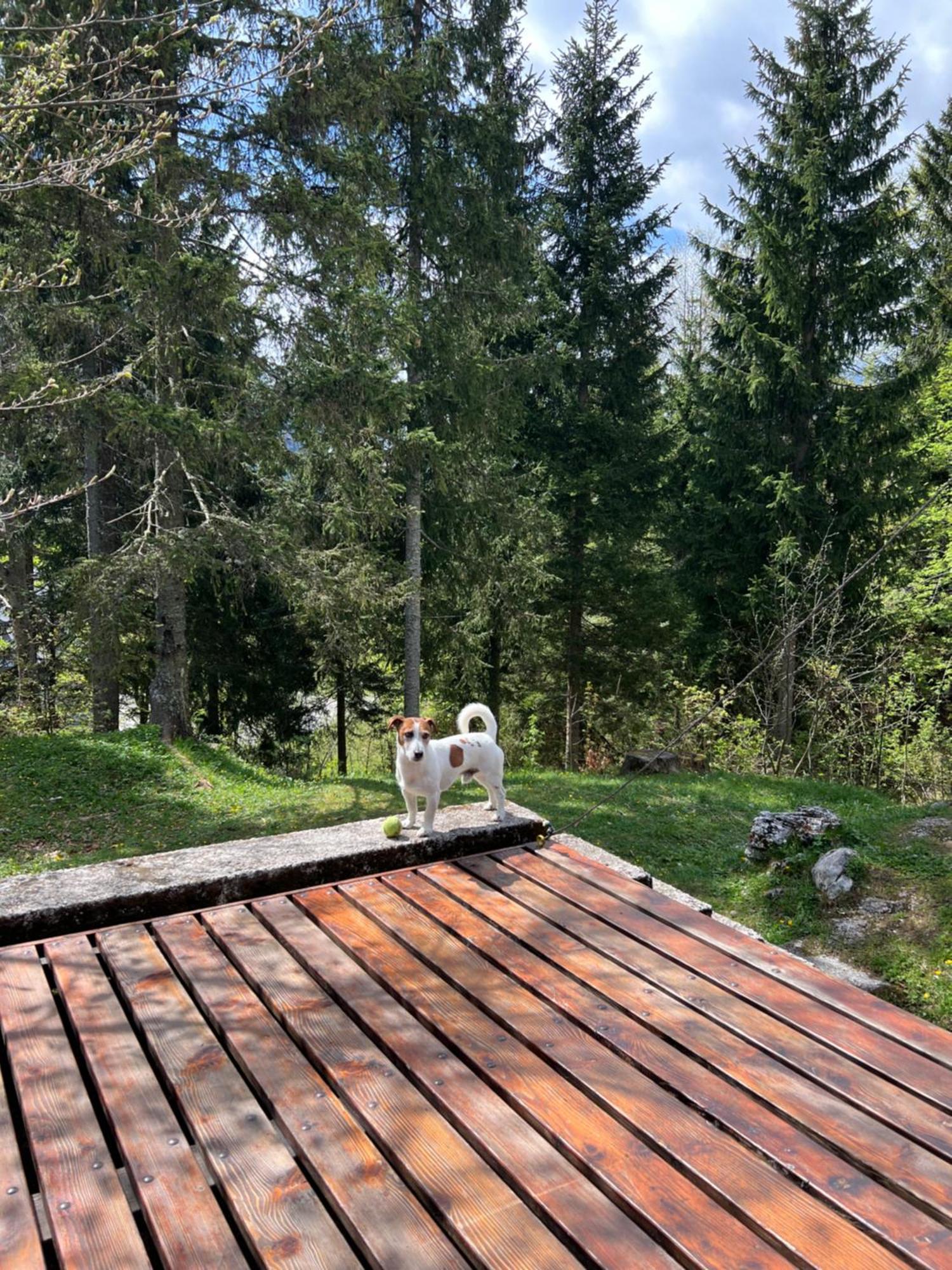 ~Chalet_Rifugio Tra I Boschi~ سيلا نيفيا المظهر الخارجي الصورة